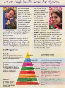 der Duft der Rose wird mittels Duftpyramide beschrieben