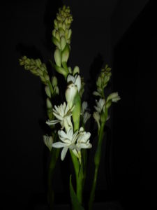 Tuberose als Schnittblume